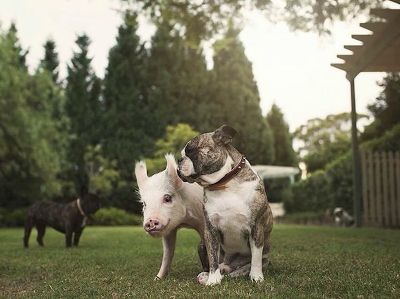 Meet_Olive_An_Adorable_Little_Pig_that_was_Raised_with_Dogs_2016_06