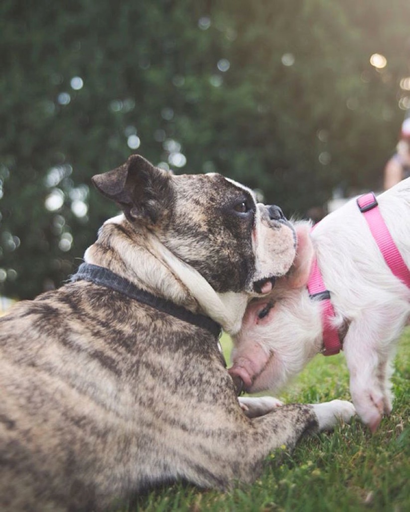 Meet_Olive_An_Adorable_Little_Pig_that_was_Raised_with_Dogs_2016_09
