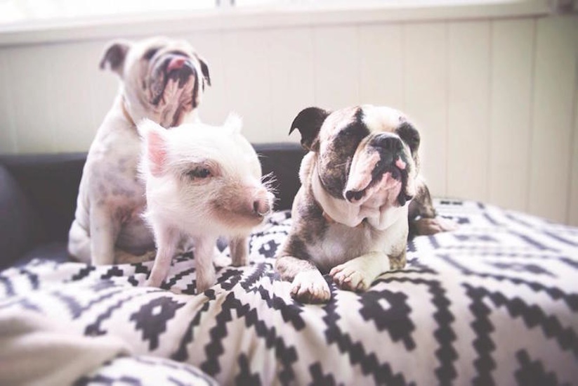 Meet_Olive_An_Adorable_Little_Pig_that_was_Raised_with_Dogs_2016_10