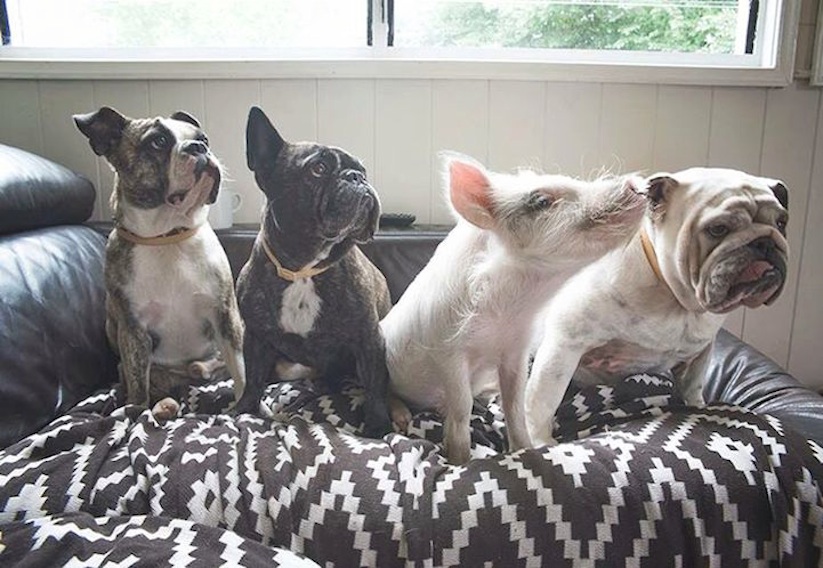 Meet_Olive_An_Adorable_Little_Pig_that_was_Raised_with_Dogs_2016_12