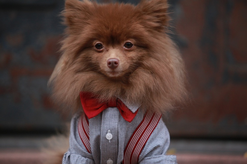 Chantal_Adair_Captures_the_most_Fashionable_Dogs_Around_the_World_2016_02