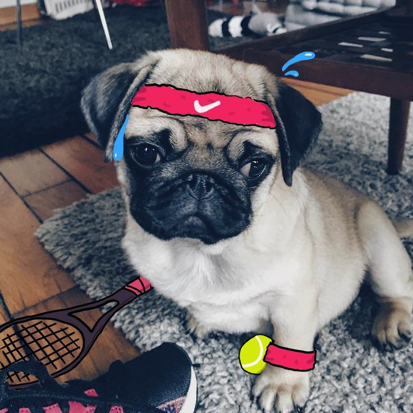 Meet_Monsieur_Georges_Two_Designerns_Love_To_Doodle_On_Their_Adorable_Tiny_Pugs_Face_2016_01