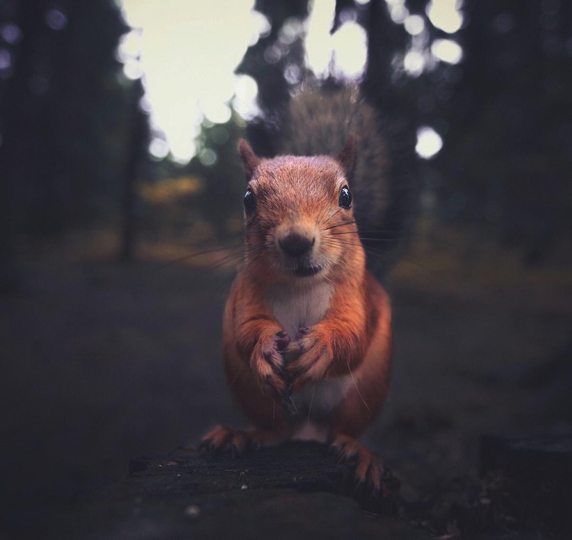 Awesome_Animal_Portraits_by_Wildlife_Photographer_Konsta_Punkka_2016_01