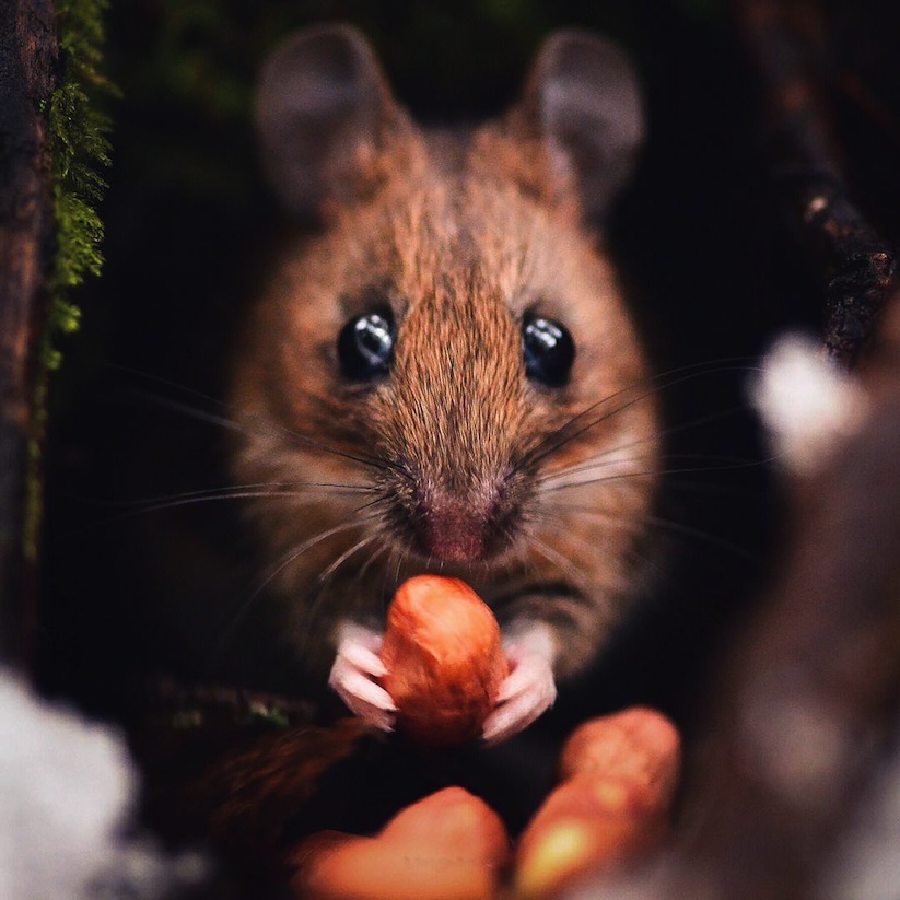 Awesome_Animal_Portraits_by_Wildlife_Photographer_Konsta_Punkka_2016_02