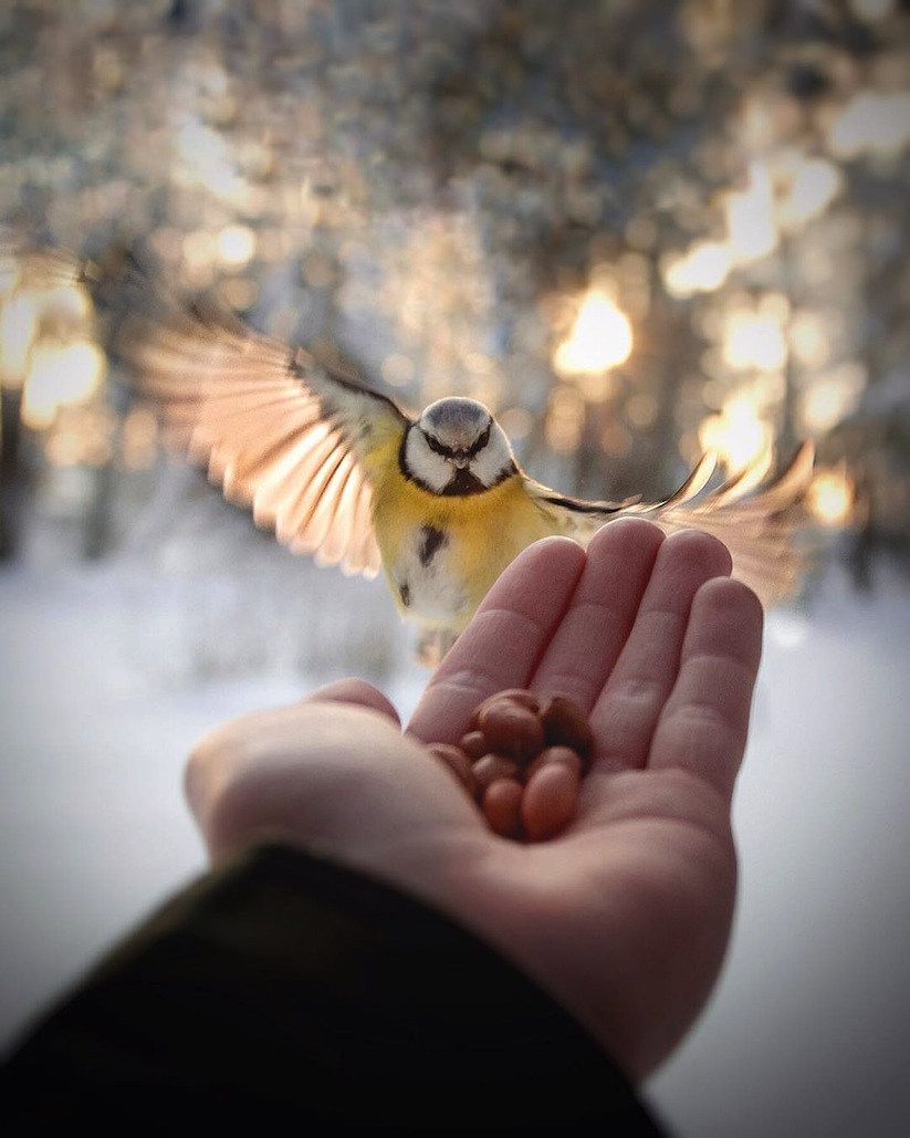 Awesome_Animal_Portraits_by_Wildlife_Photographer_Konsta_Punkka_2016_03