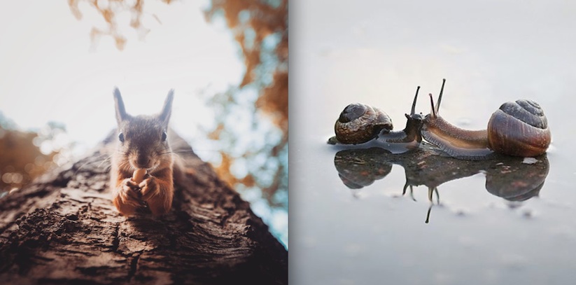 Awesome_Animal_Portraits_by_Wildlife_Photographer_Konsta_Punkka_2016_05