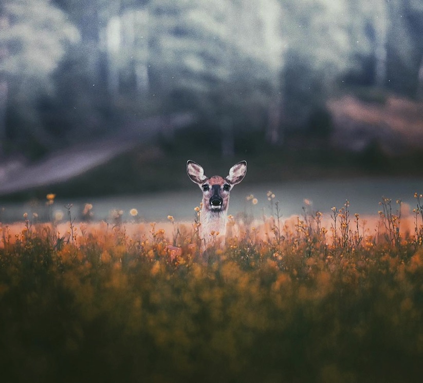 Awesome_Animal_Portraits_by_Wildlife_Photographer_Konsta_Punkka_2016_07