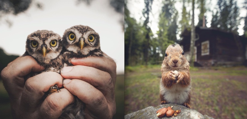 Awesome_Animal_Portraits_by_Wildlife_Photographer_Konsta_Punkka_2016_09