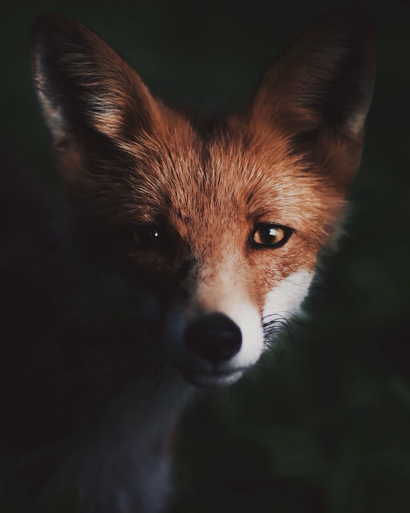 Awesome_Animal_Portraits_by_Wildlife_Photographer_Konsta_Punkka_2016_10
