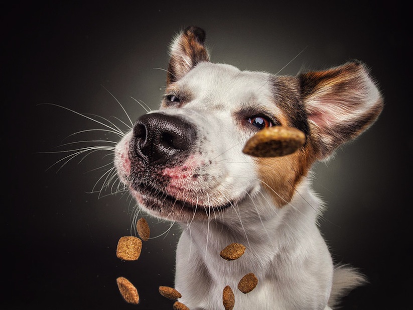 dogs_catching_treats_new_hilarious_photos_by_christian_vieler_2016_02