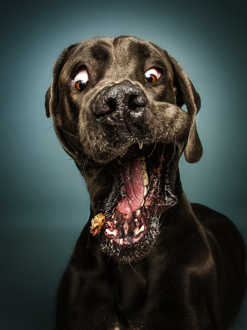 dogs_catching_treats_new_hilarious_photos_by_christian_vieler_2016_03
