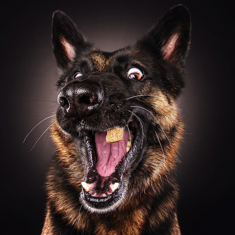 dogs_catching_treats_new_hilarious_photos_by_christian_vieler_2016_04