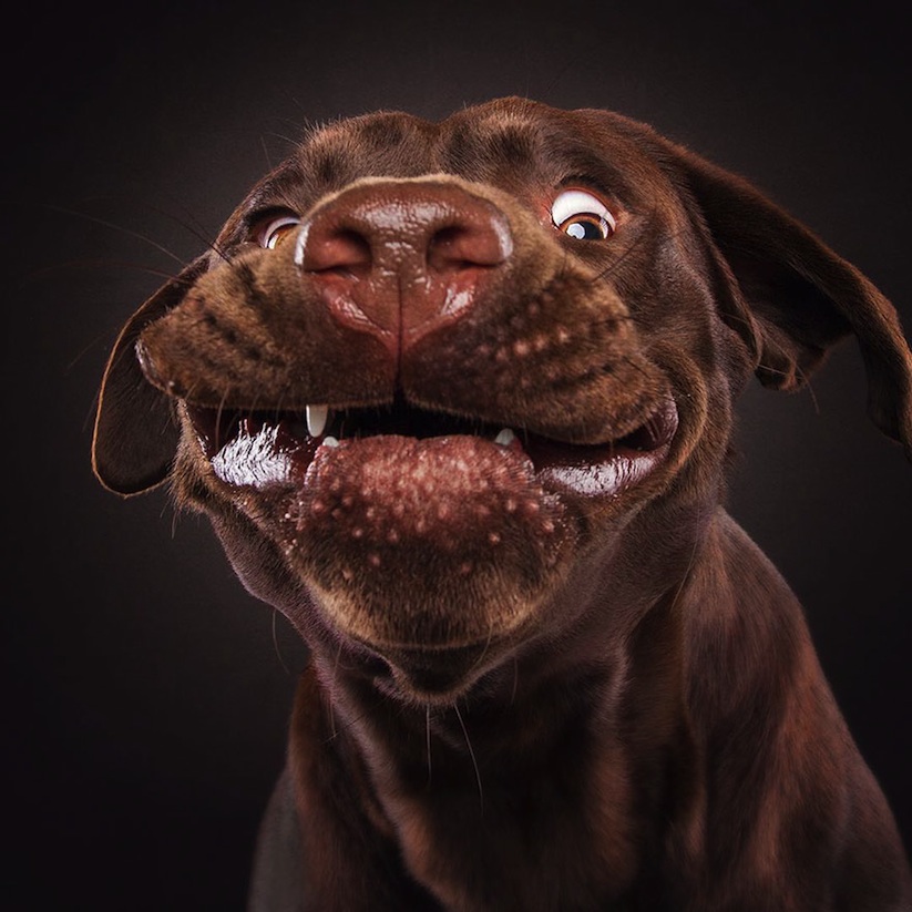 dogs_catching_treats_new_hilarious_photos_by_christian_vieler_2016_06