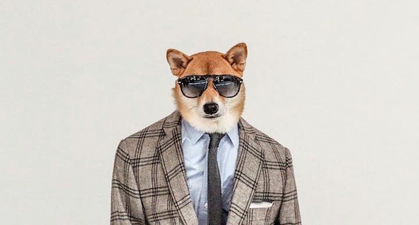 Meet_Bodhi_New_Pictures_of_the_Dapper_Dog_Dressed_in_Most_Stylish_Menswear_2016_01