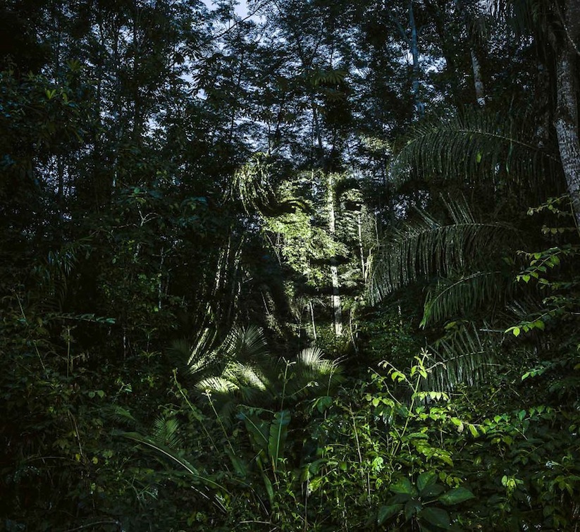 street_art_creations_in_the_amazonian_rainforest_by_philippe_echaroux_2016_02