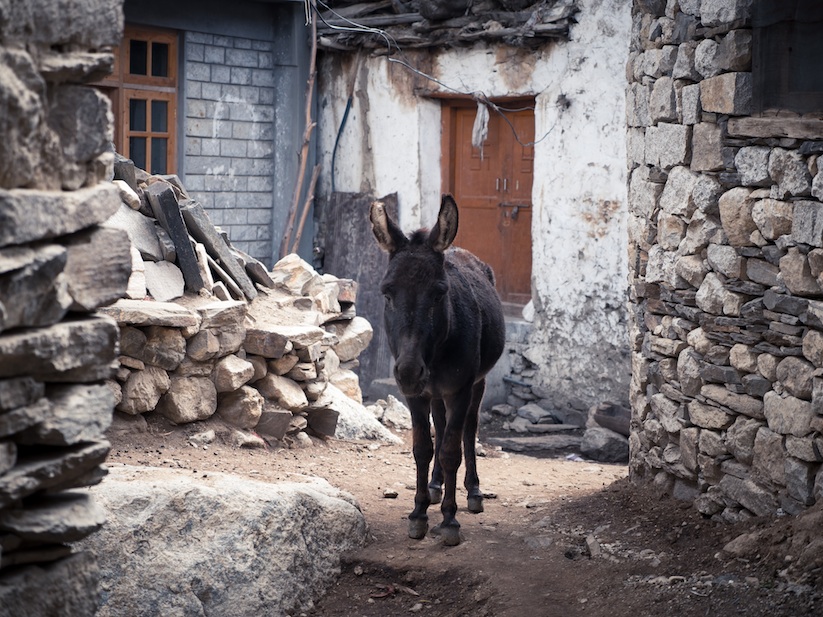 alive_a_travel_through_the_northern_himalayas_of_india_2016_06