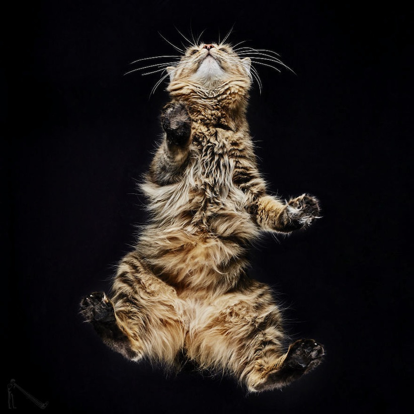 Under_Cats_by_Andrius_Burba_2017_08