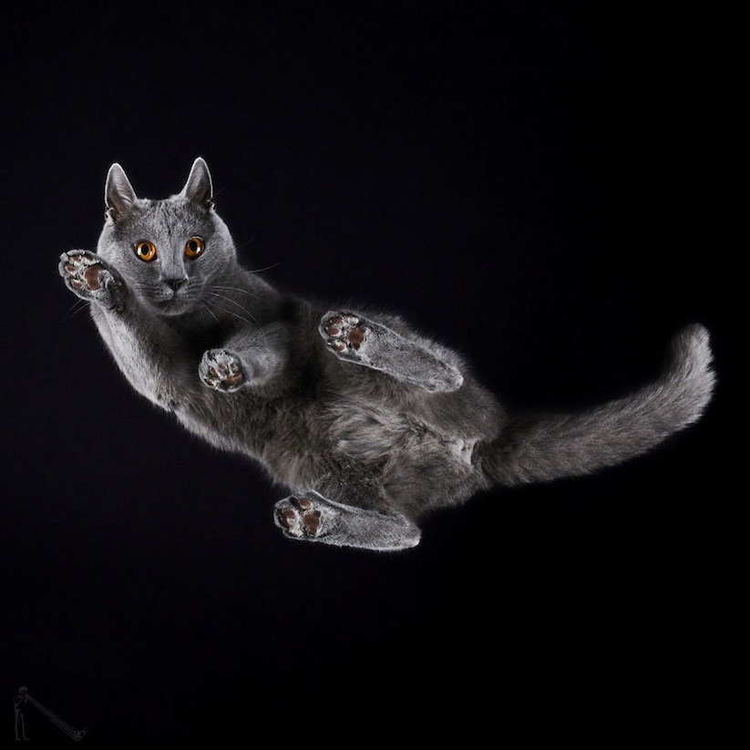 Under_Cats_by_Andrius_Burba_2017_09