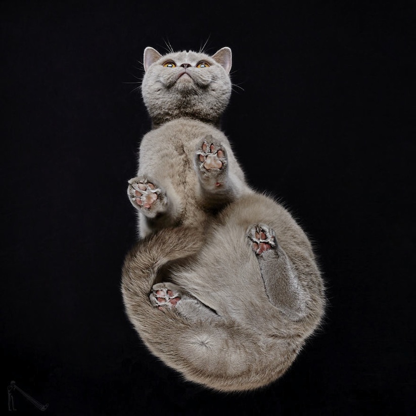 Under_Cats_by_Andrius_Burba_2017_10