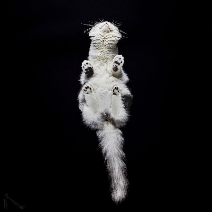 Under_Cats_by_Andrius_Burba_2017_11