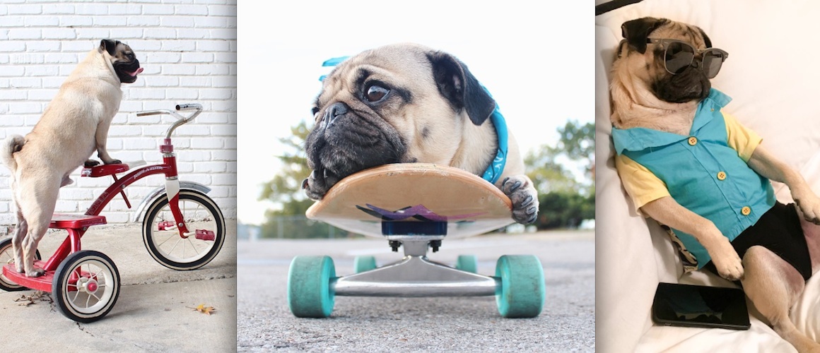 Doug the Pug One of the most Cutest Dogs of Instagram