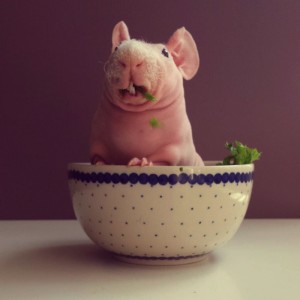 "Meet Ludwik" - A Naked Guinea Pig from Poland