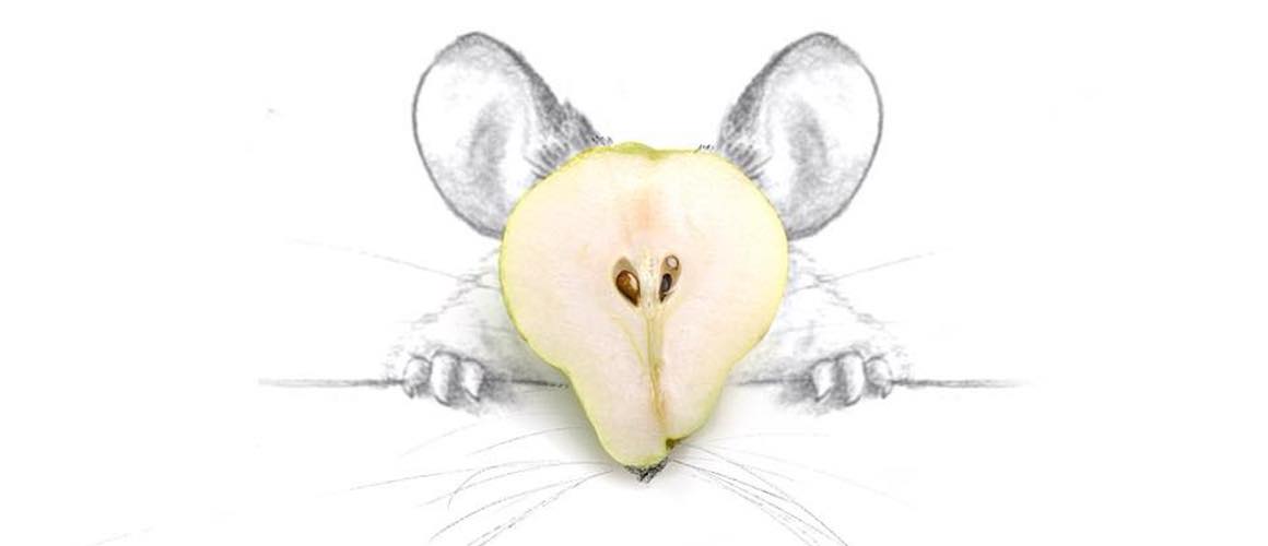 Der kreative Diego Cusano tobt sich mal wieder an Dingen aus seinem