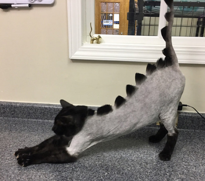 Dinosaur Cat Haircuts