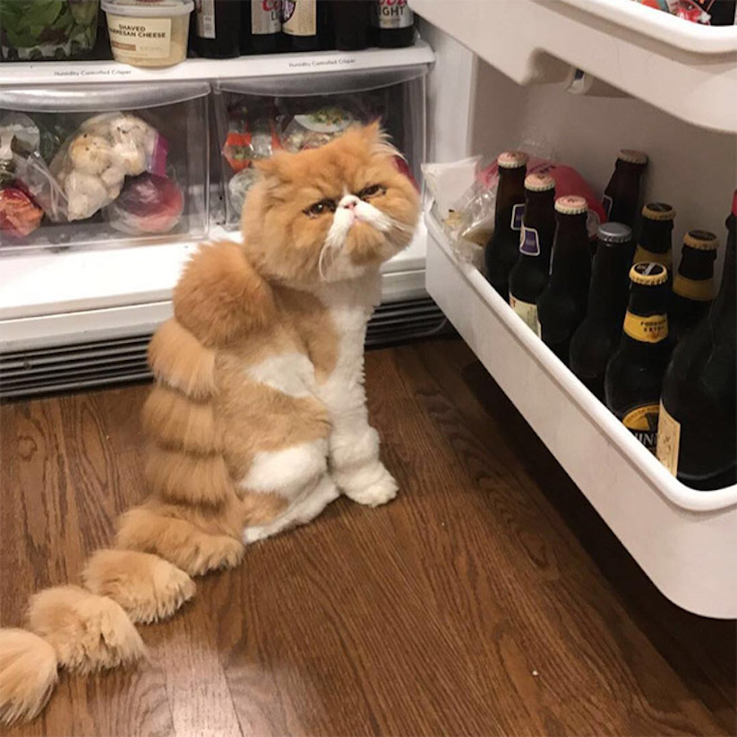 Dinosaur Cat Haircuts