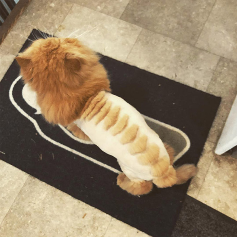 Dinosaur Cat Haircuts