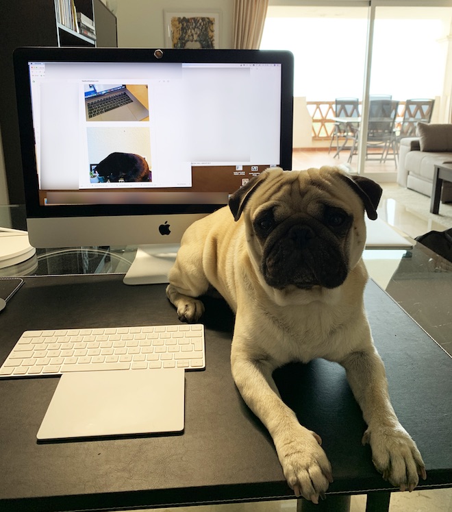 Top 15: People In Home Offices Are Sharing How Their Pets Deal With